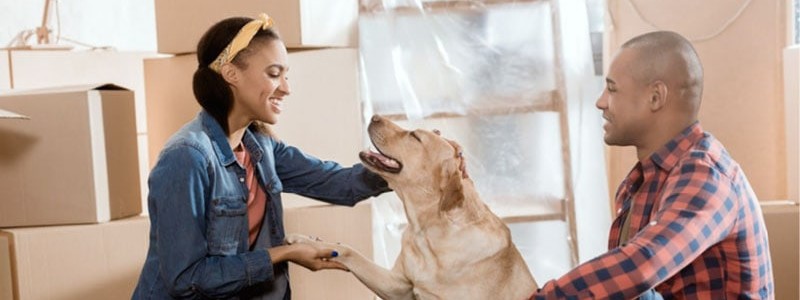 young couple preparing their dog for relocation